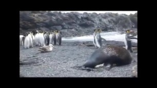 Luccas Neto estupra o Recruta e ameça os cuzinhos dos outros pinguins