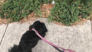 Walking my dog Ep.1