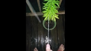 Pissing in the rain on my roommates pot plant