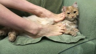 Cat footslave. I'm stroking and play with cat using my foot