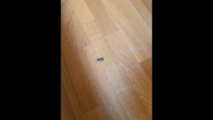 Killing a wasp with samsung galaxy young