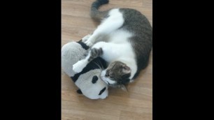 Panda gets fucked by dominating male cat without balls