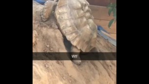 Turtle fucking the shit out of a mound