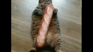 Cat get fucked by big dick