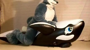 Husky Rides Black Orca