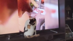 Pussy blocks TV, demands you watch her lick herself