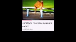 Camel Gets fucked by midget