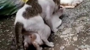 Virgin cat mating for first time, amateur recording
