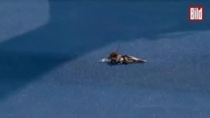 crushing bugs insect trampling tennis match tv fetish