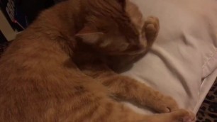 sweet ginger pussy licking