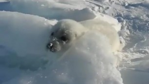 NUDE SEAL HAS A GOOD TIME IN THE SNOW :::: Double EDITION!!!!!!