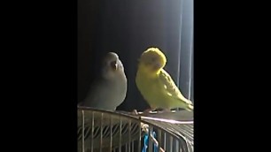 My birds preen each other