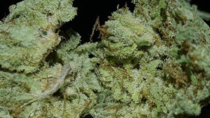 Cannabis Strain Review: Snowcap