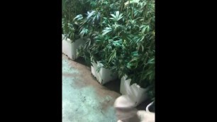 Soft cock stroking in a grow room. 420