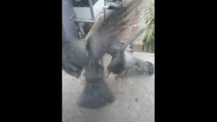 pigeon mating