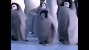 penguin