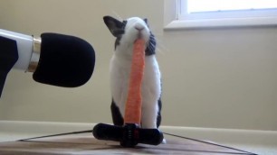 Rabbit sucking a carrot at a party. Ends up eating it.