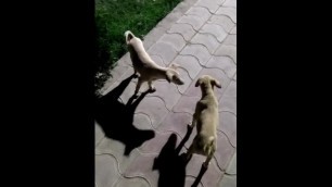 Animal Sex Video - Dogs trying to make sex / Rough Sex Video