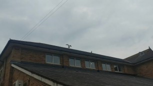 Seagulls fucking on a roof