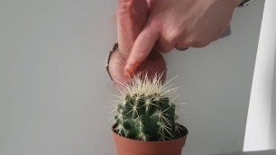 CBT - cock tortured with a cactus and chili sauce