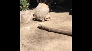 Turtle gets shell fucked