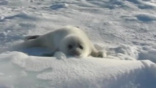 DOOP BOOP HECKIN SEAL MONCH CRUNCH